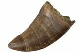 Serrated Tyrannosaur Tooth - Judith River Formation #192605-1